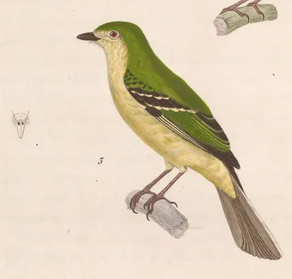 File:Phyllomyias virescens 1838.jpg