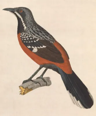 File:Chaetops frenatus 1838.jpg