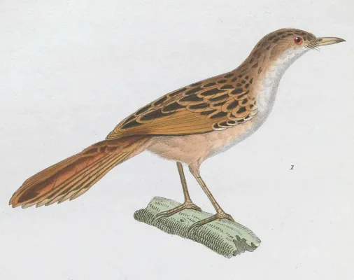 File:Cisticola galactotes 1838.jpg