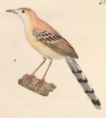 File:Spiloptila clamans 1838.jpg