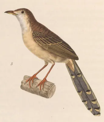 File:Prinia polychroa 1838.jpg