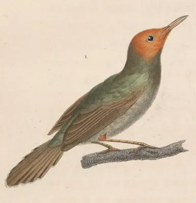 File:Orthotomus sepium 1838.jpg