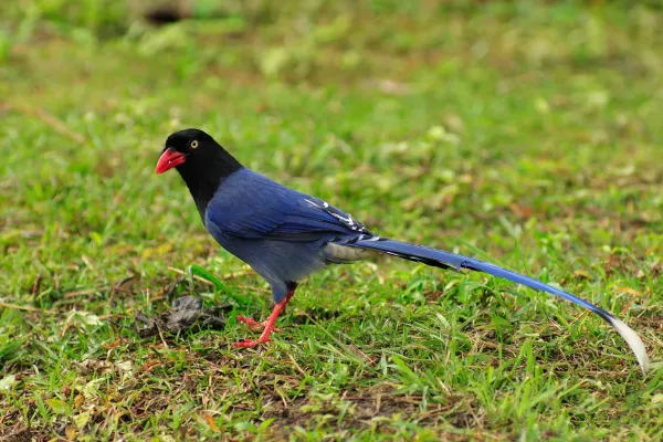 File:Urocissa caerulea.jpg