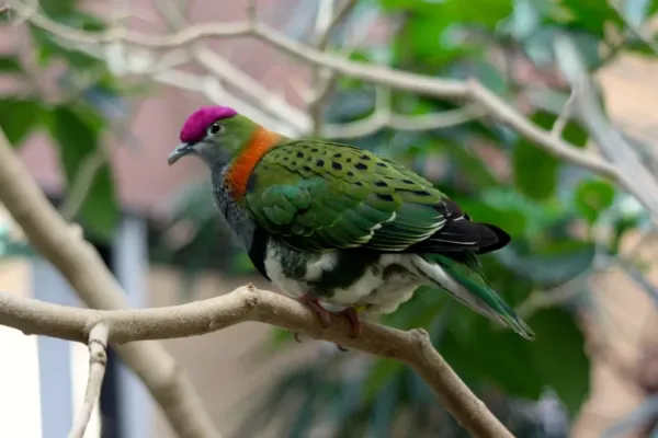 File:Ptilinopus superbus -London Zoo, England -male-8a.jpg