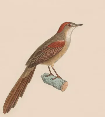 File:Synallaxis albescens 1838.jpg