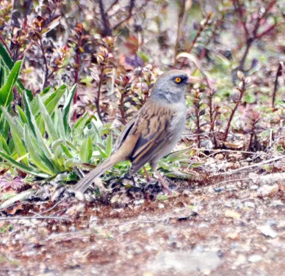 File:Junco vulcani -Cerro de la Muerte, Costa Rica-8.jpg