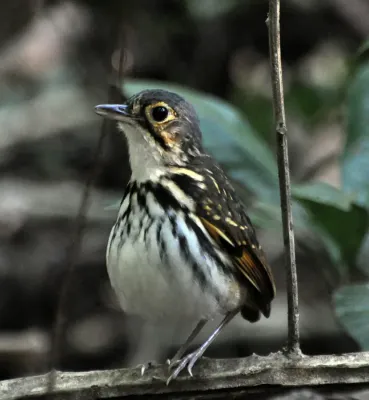 File:Hylopezus perspicillatus -Carara National Park, Central Pacific Conservation Area, Costa Rica-8.jpg