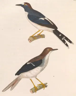 File:Enicurus velatus 1838.jpg