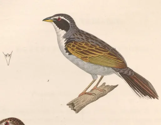 File:Coryphaspiza melanotis 1838.jpg