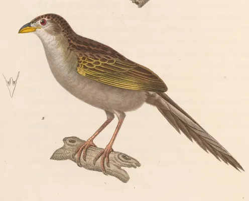 File:Emberizoides herbicola herbicola 1838.jpg