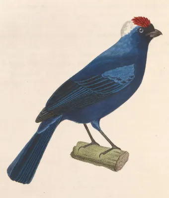 File:Stephanophorus diadematus 1838.jpg