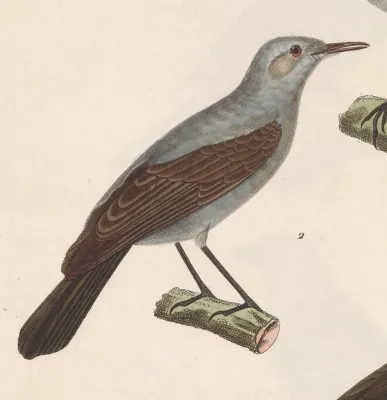 File:Oenanthe melanura 1838.jpg