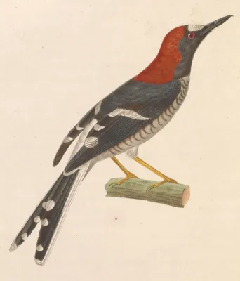 File:Enicurus ruficapillus 1838.jpg