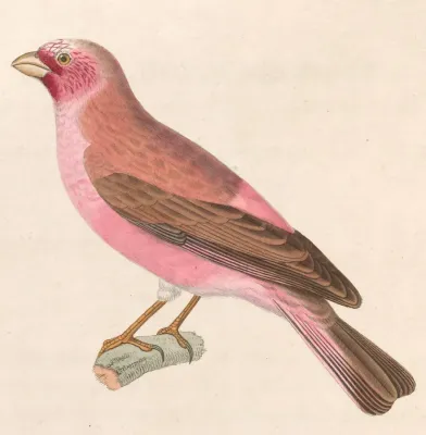 File:Carpodacus synoicus male 1838.jpg
