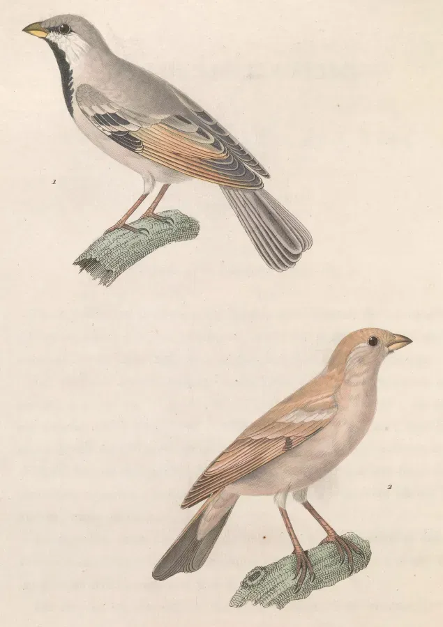 File:Passer simplex 1838.jpg