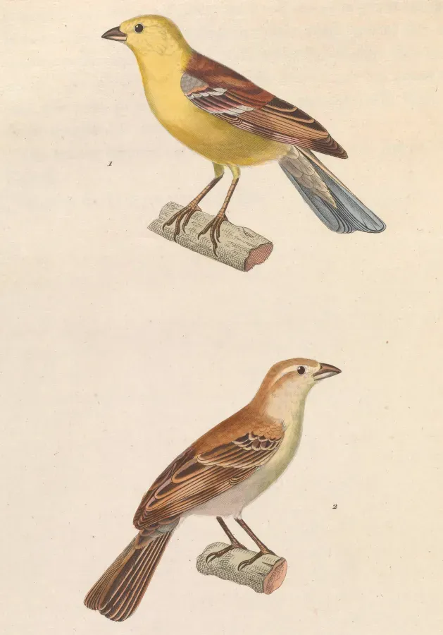 File:Passer luteus 1838.jpg