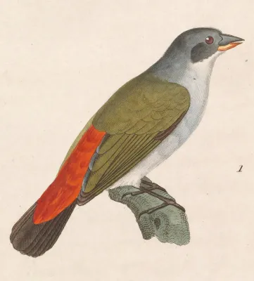 File:Coccopygia melanotis 1838.jpg