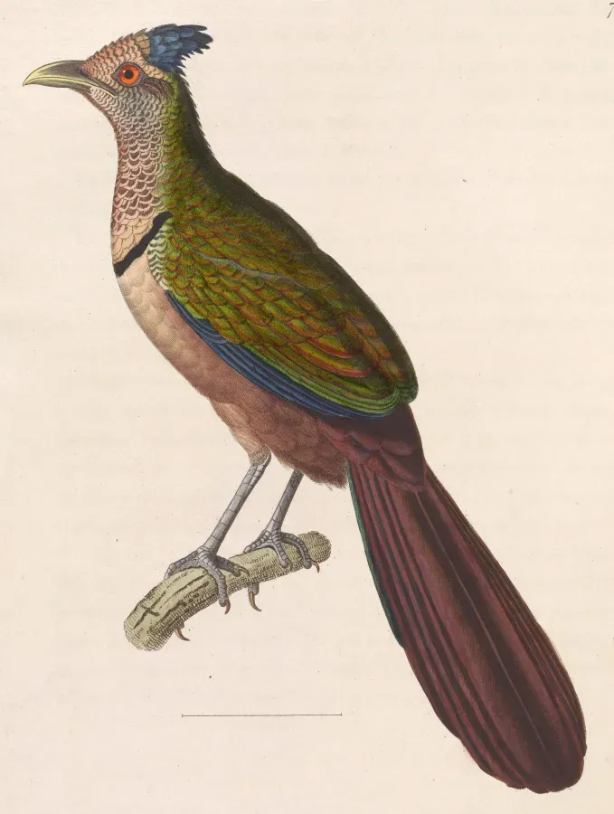 File:Neomorphus geoffroyi 1838.jpg