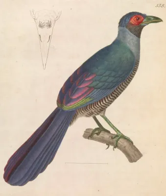 File:Carpococcyx radiceus 1838.jpg