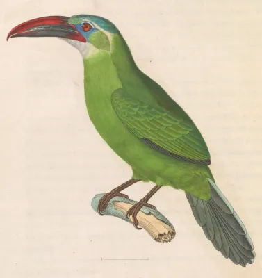 File:Aulacorhynchus sulcatus 1838.jpg