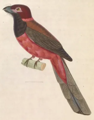 File:Harpactes diardii 1838.jpg