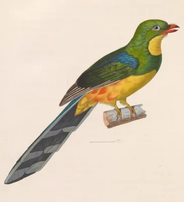 File:Apalharpactes reinwardtii 1838.jpg
