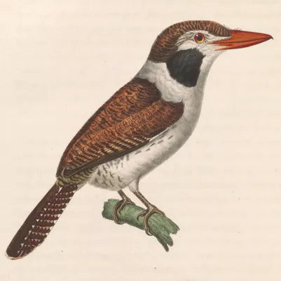 File:Nystalus chacuru chacuru 1838.jpg