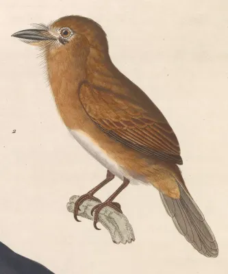 File:Nonnula rubecula rubecula 1838.jpg