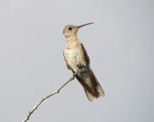 File:Leucippus fallax.jpg