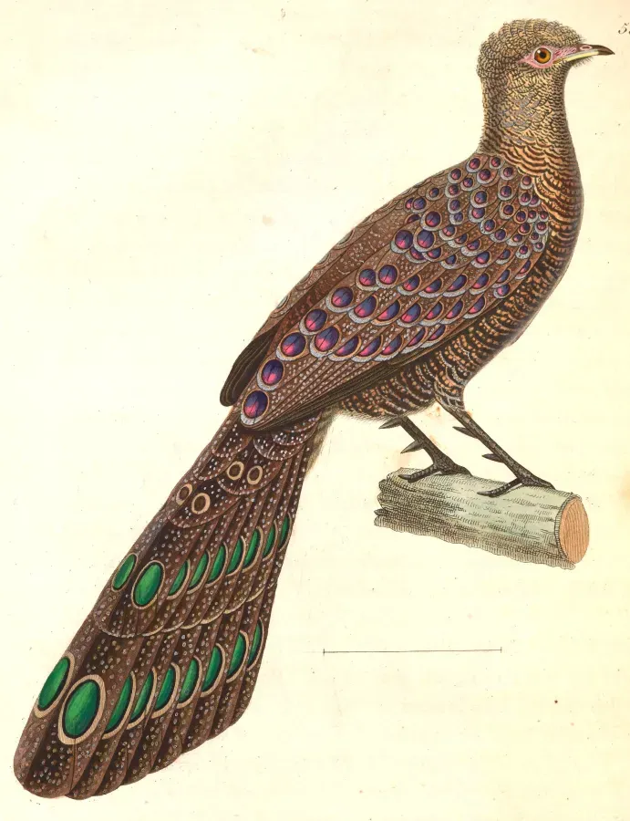 File:Polyplectron bicalcaratum 1838.jpg