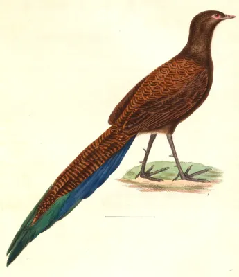 File:Polyplectron chalcurum 1838.jpg