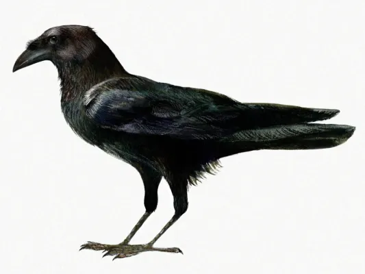 File:Corvus edithae.jpg