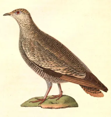 File:Pterocles lichtensteinii female 1838.jpg