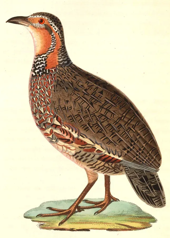 File:Scleroptila levaillantii 1838.jpg