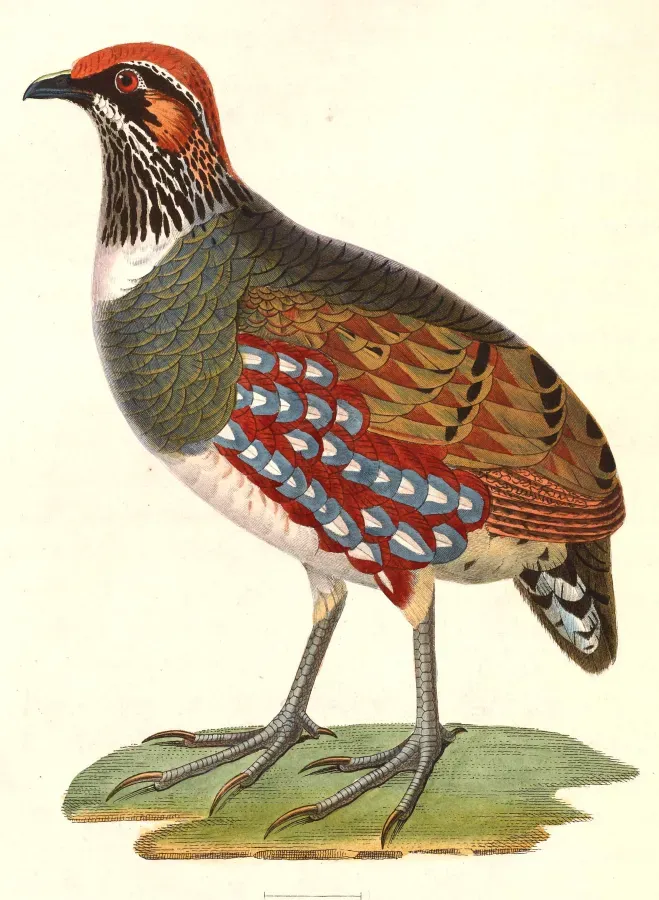File:Arborophila torqueola torqueola male 1838.jpg