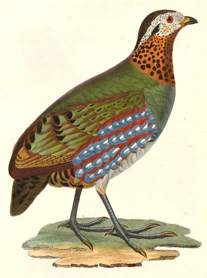File:Arborophila torqueola torqueola female 1838.jpg