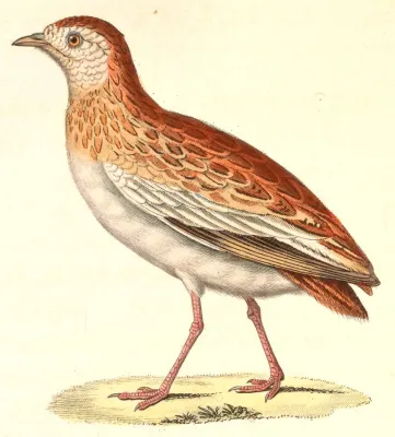 File:Ortyxelos meiffrenii 1838.jpg