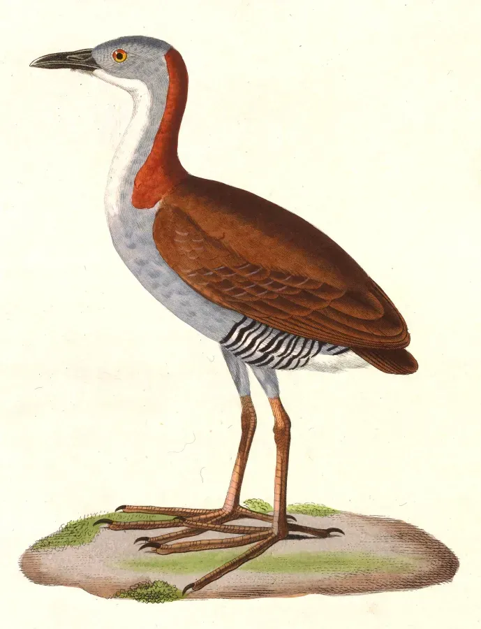 File:Laterallus exilis 1838.jpg