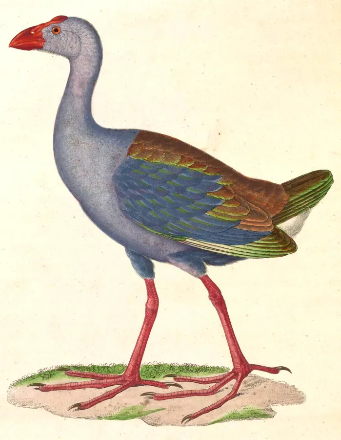 File:Porphyrio porphyrio pulverulentus 1838.jpg