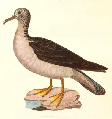 File:Calonectris leucomelas 1838.jpg