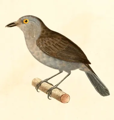 File:Thamnophilus schistaceus (2) 1847.jpg