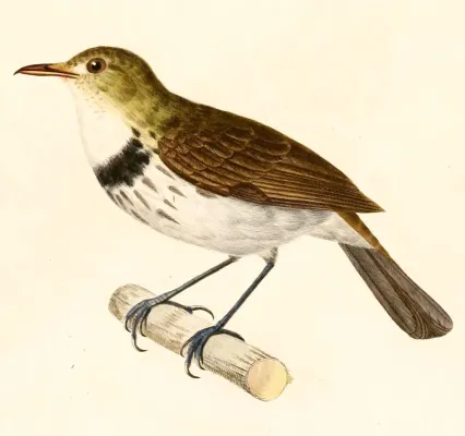 File:Corythopis delalandi 1847.jpg