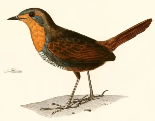 File:Scelorchilus rubecula rubecula 1847.jpg
