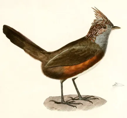 File:Rhinocrypta lanceolata 1847.jpg