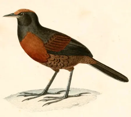File:Pteroptochos tarnii 1847.jpg