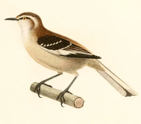 File:Mimus dorsalis 1847.jpg