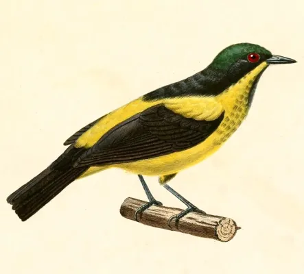 File:Dacnis flaviventer 1847.jpg