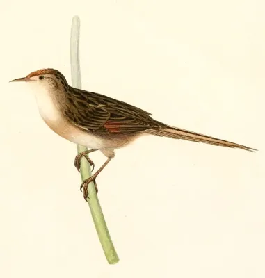 File:Spartonoica maluroides 1847.jpg