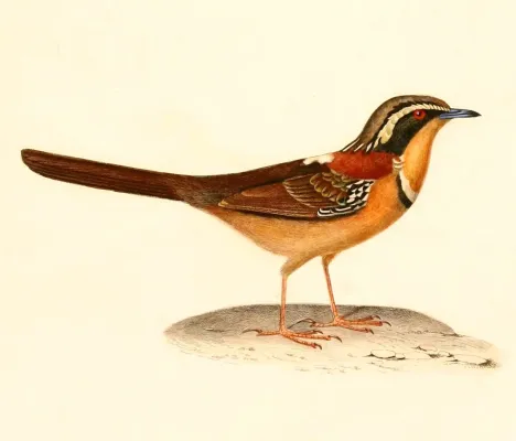 File:Melanopareia torquata 1847.jpg