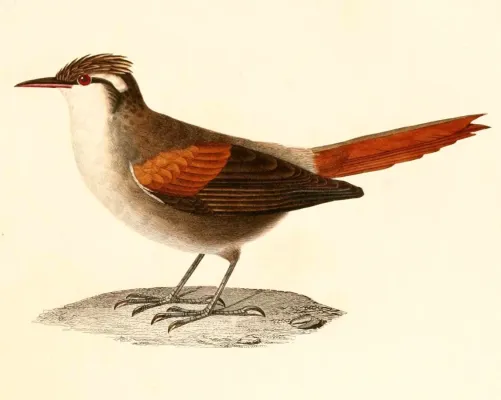 File:Cranioleuca pyrrhophia 1847.jpg